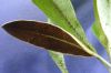 image of Elaphoglossum correae
