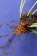 image of Elaphoglossum correae