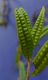 image of Microgramma lycopodioides