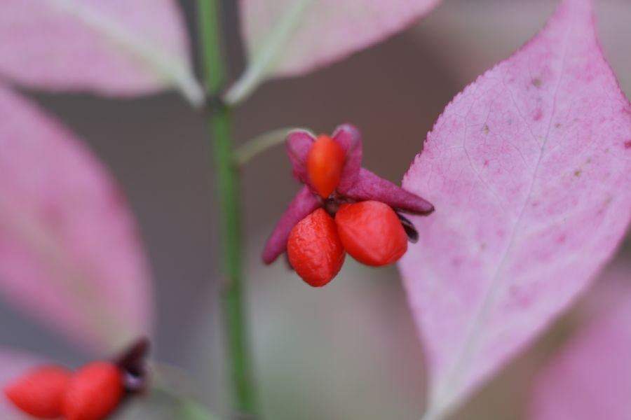Celastraceae Euonymus alata