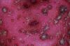 image of Solanum tuberosum