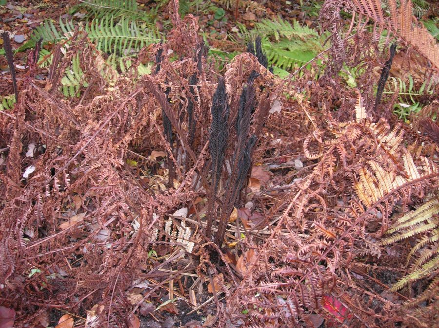 Onocleaceae Matteuccia struthiopteris