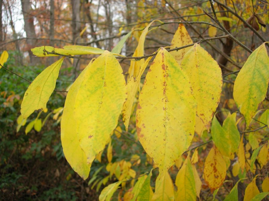Lauraceae Lindera benzoin