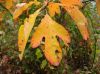 image of Sassafras albida