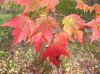 image of Acer rubrum