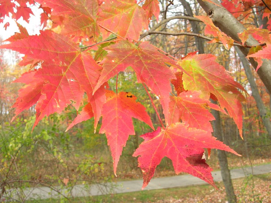Aceraceae Acer rubrum