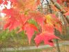 image of Acer rubrum