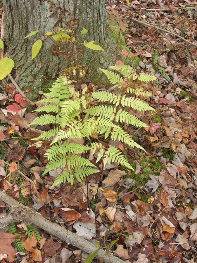 Dryopteridaceae Dryopteris carthusiana