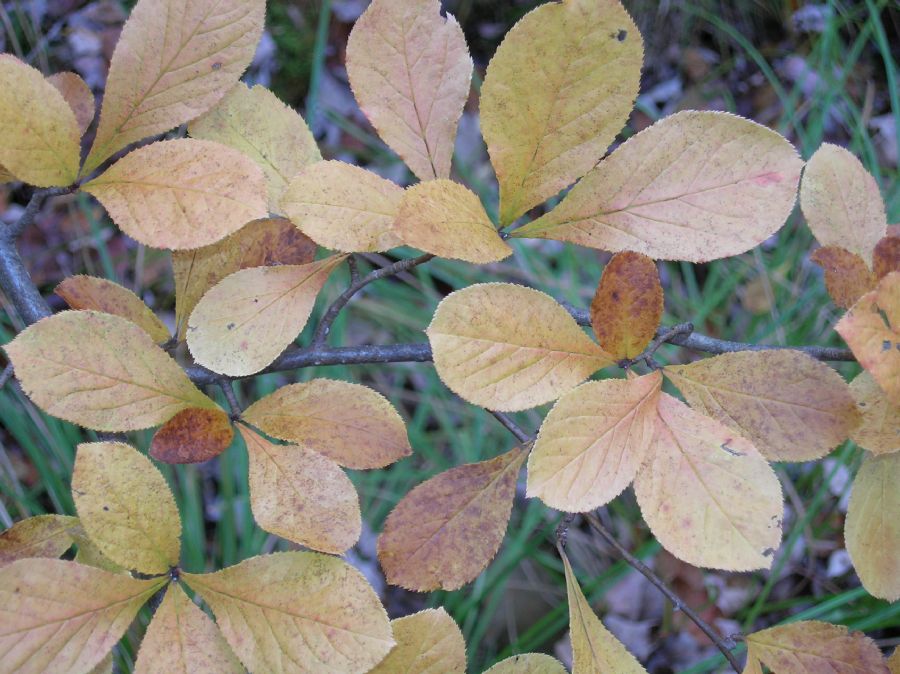 Rosaceae Aronia arbutifolia