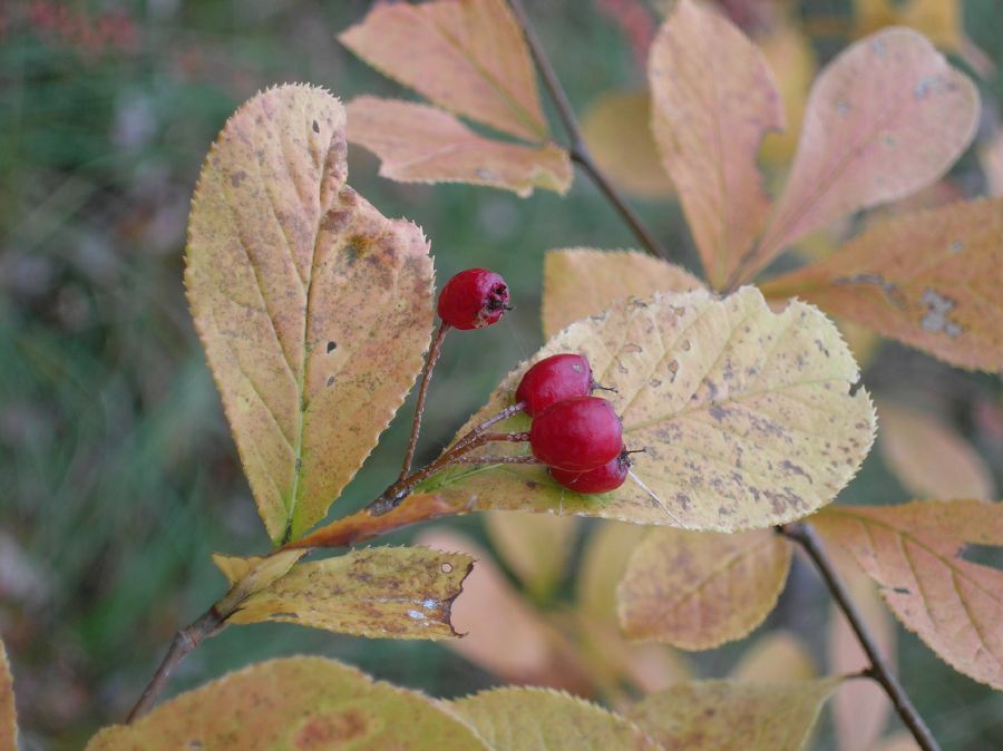 Rosaceae Aronia arbutifolia