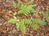 image of Dryopteris intermedia