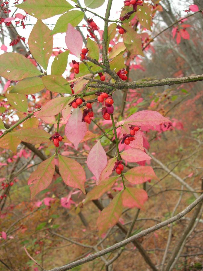 Celastraceae Euonymus alata