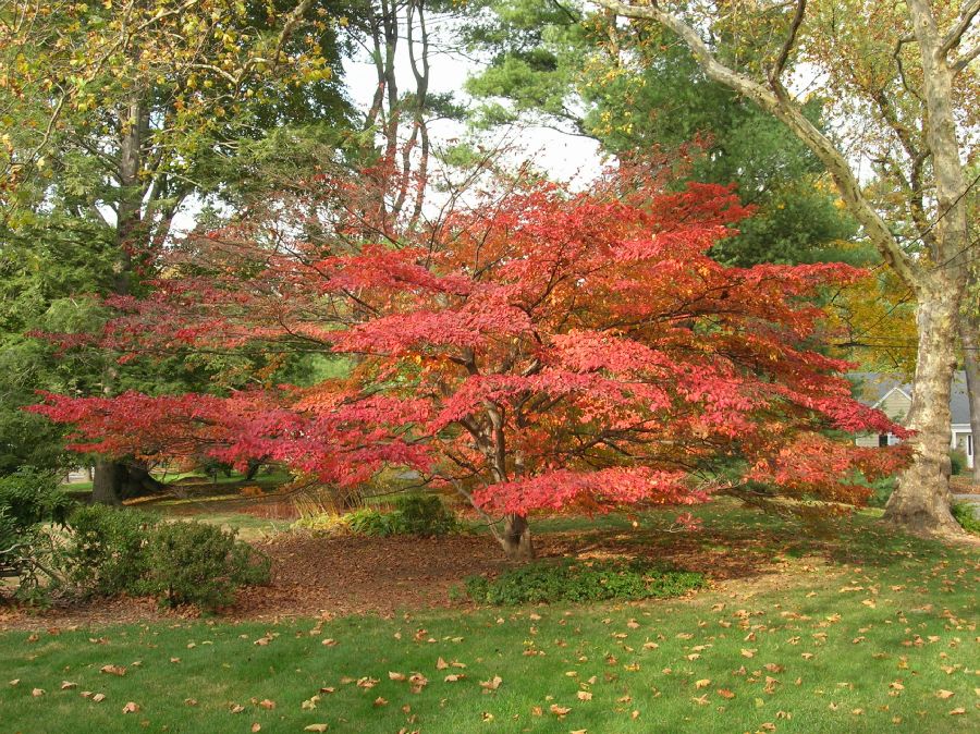 Cornaceae Cornus kousa