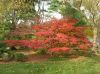 image of Cornus kousa