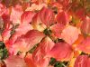 image of Cornus kousa