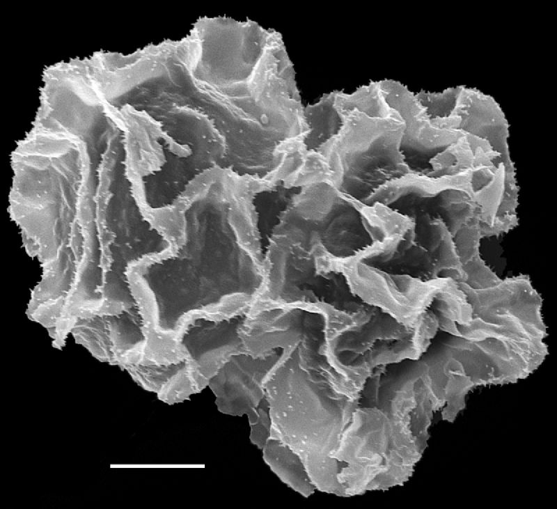  Mickelia pergamentacea