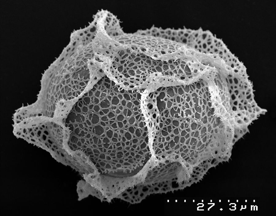 Lomariopsidaceae Lomariopsis boivinii