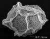 image of Lomariopsis boivinii