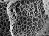 image of Lomariopsis boivinii