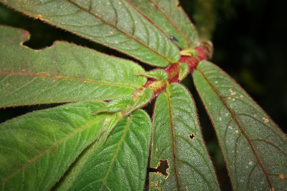 Gesneriaceae Columnea 