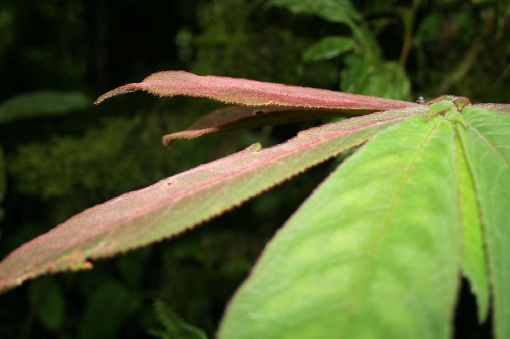 Gesneriaceae Columnea 