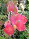 image of Cornus florida