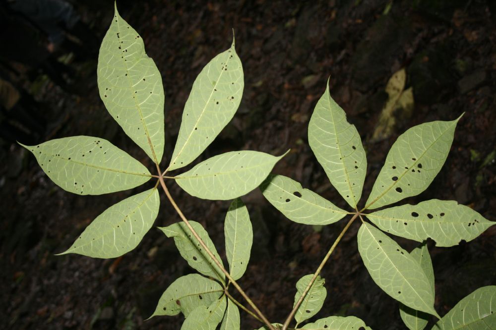 Caricaceae Jacaratia 