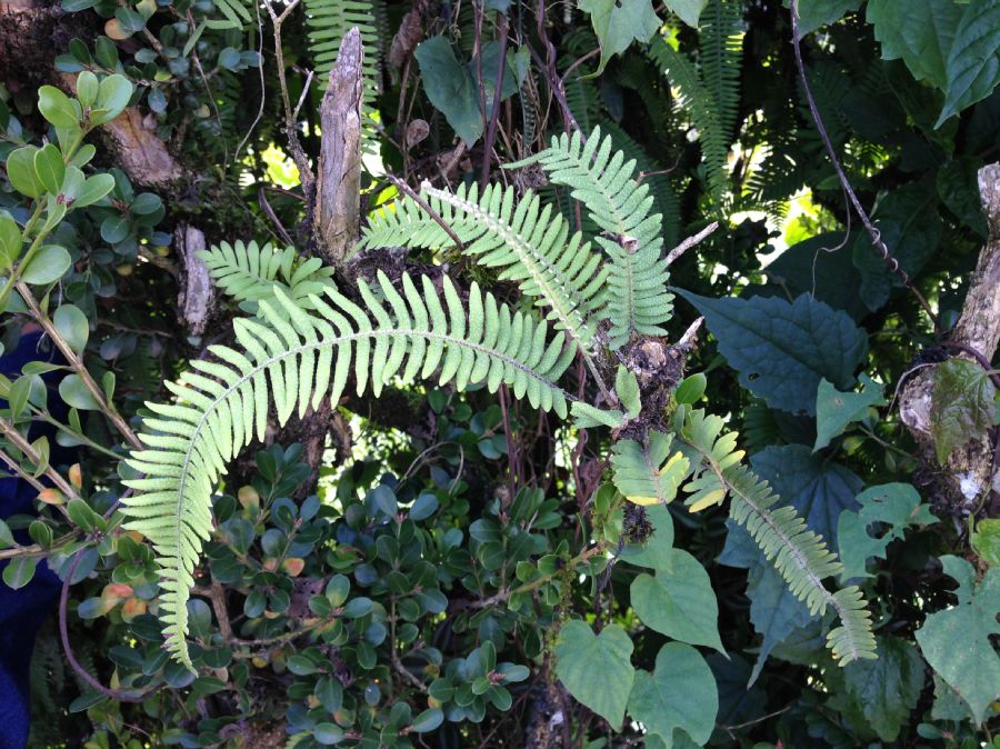 Polypodiaceae Pleopeltis villagranii