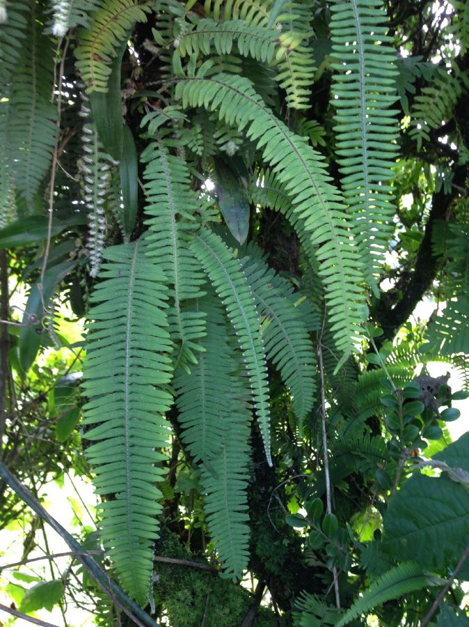 Polypodiaceae Pleopeltis villagranii