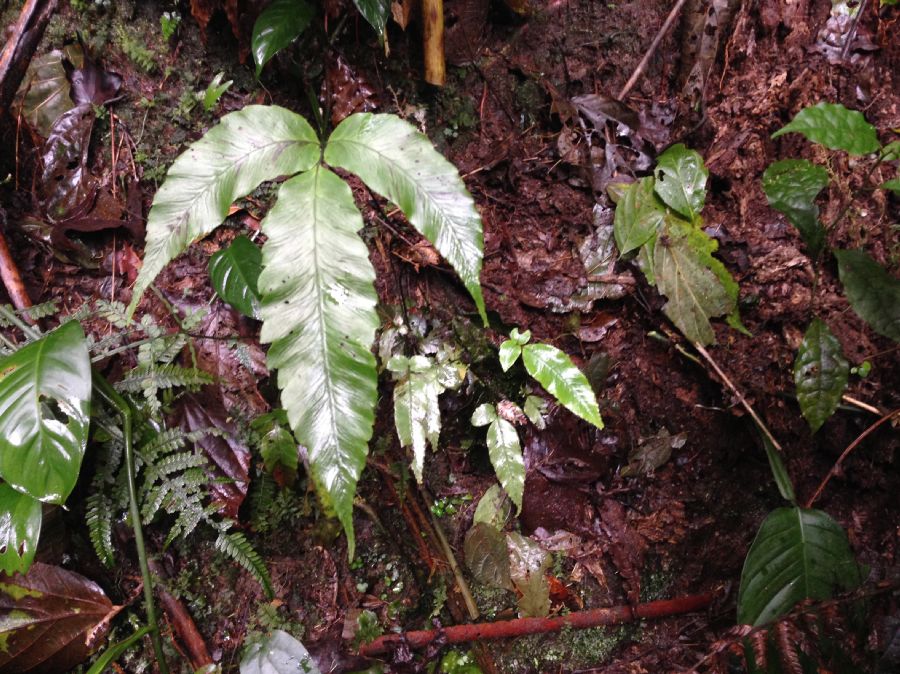 Athyriaceae Diplazium ternatum