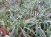 image of Nephrolepis cordifolia