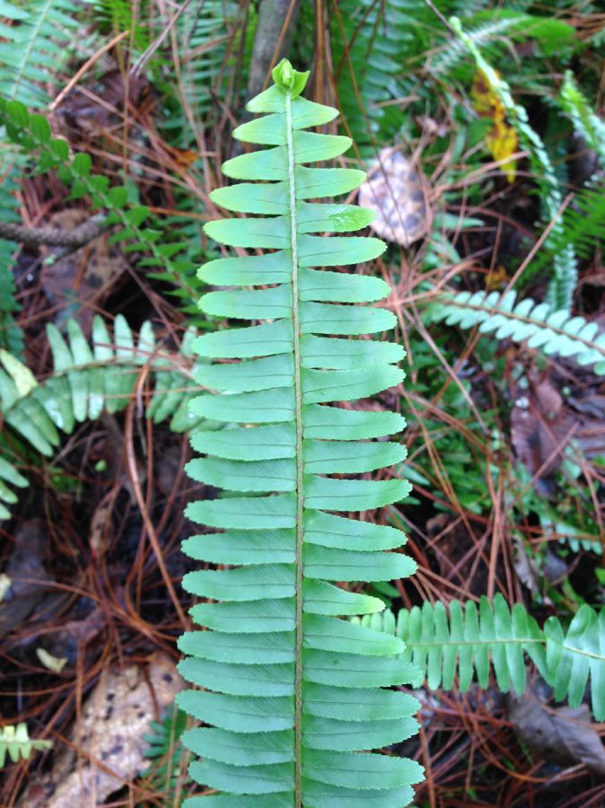 Nephrolepidaceae Nephrolepis cordifolia