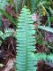 image of Nephrolepis cordifolia