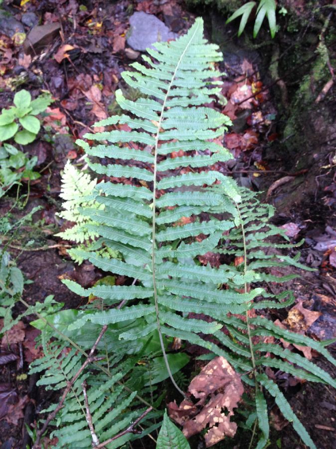 Polypodiaceae Pecluma longipinnula