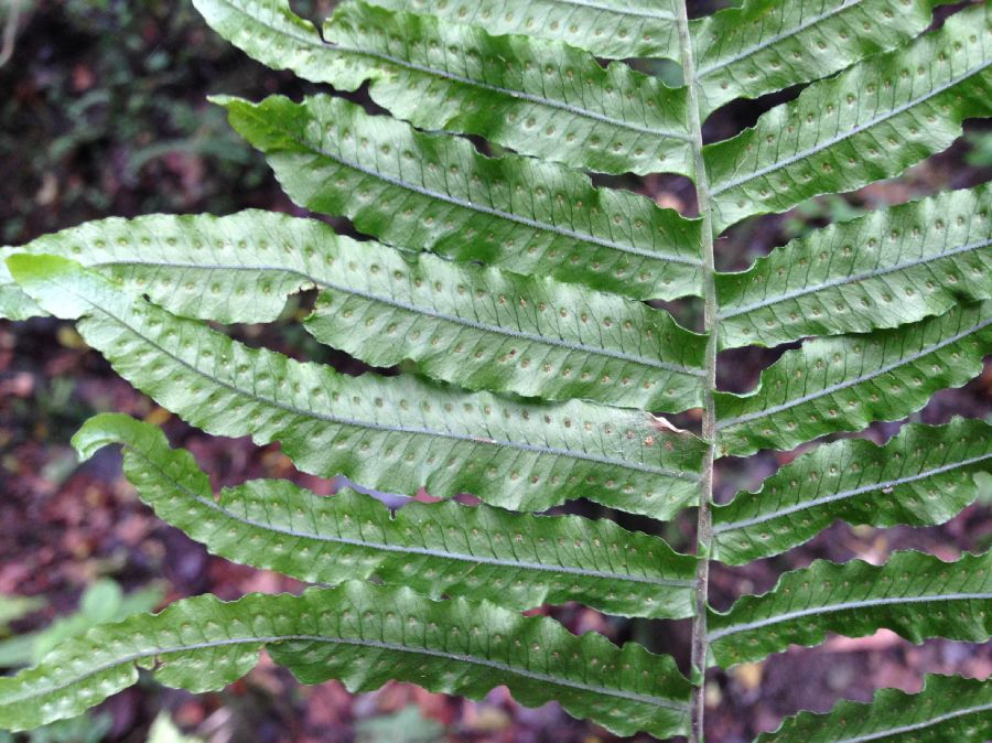 Polypodiaceae Pecluma longipinnula