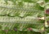 image of Pecluma longipinnula