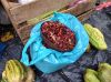 image of Capsicum annuum