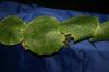 image of Microsorum annabellae