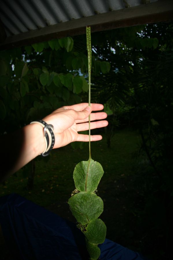 Polypodiaceae Microsorum annabellae