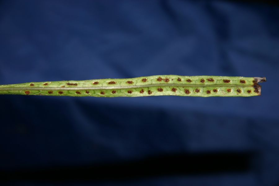 Polypodiaceae Microsorum annabellae