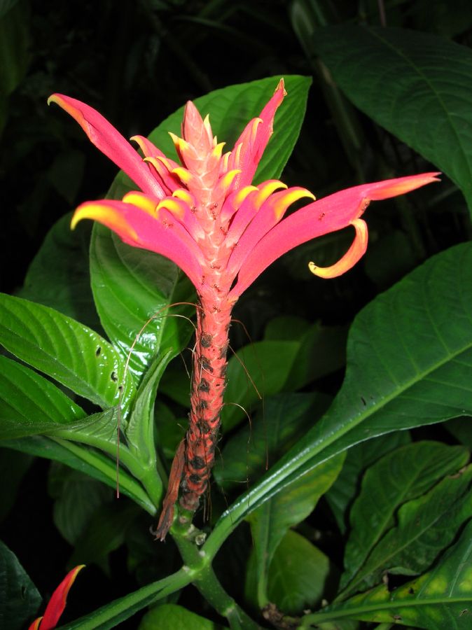 Acanthaceae Aphelandra tetragona