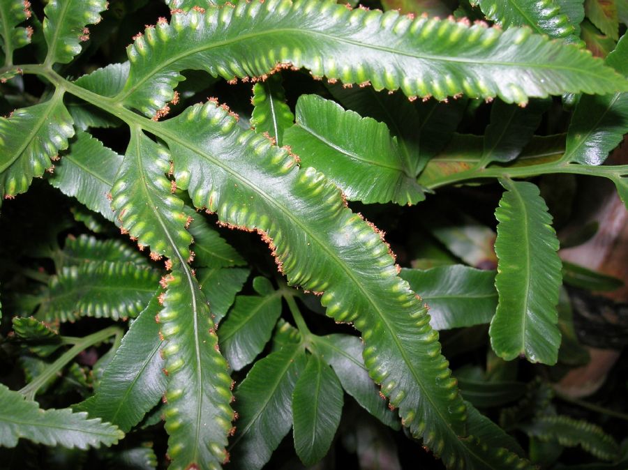 Davalliaceae Davallia pentaphylla