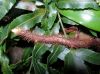 image of Davallia pentaphylla