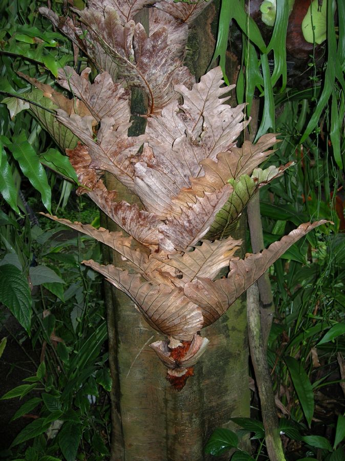 Polypodiaceae Drynaria quercifolia