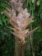 image of Drynaria quercifolia