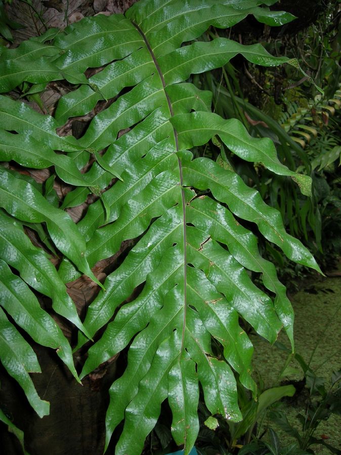 Polypodiaceae Drynaria quercifolia