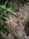image of Drynaria quercifolia