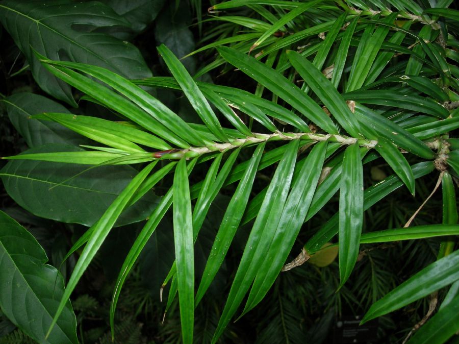 Pandanaceae Freycinetia multiflora