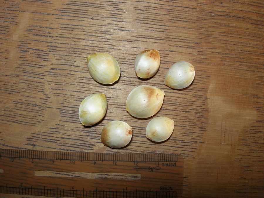 Ginkgoaceae Ginkgo biloba