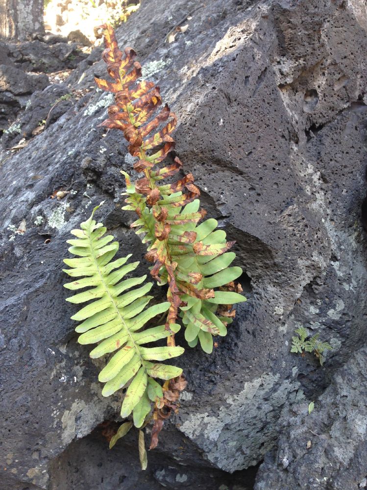 Polypodiaceae Phlebodium araneosum